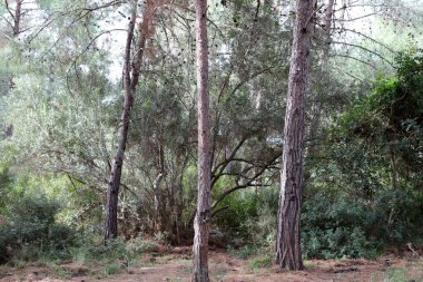 İsrail devletinin kuzeyinde yoğun bir orman. İsrail 'de Doğa ve Çevre. 