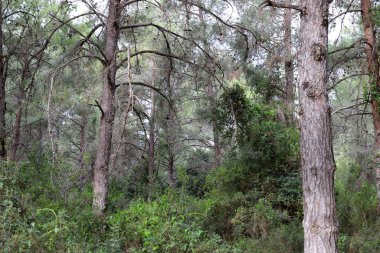 İsrail devletinin kuzeyinde yoğun bir orman. İsrail 'de Doğa ve Çevre. 