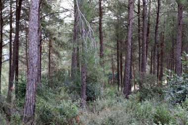 İsrail devletinin kuzeyinde yoğun bir orman. İsrail 'de Doğa ve Çevre. 