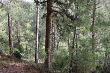 İsrail devletinin kuzeyinde yoğun bir orman. İsrail 'de Doğa ve Çevre. 