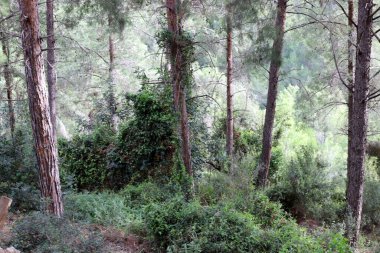 İsrail devletinin kuzeyinde yoğun bir orman. İsrail 'de Doğa ve Çevre. 