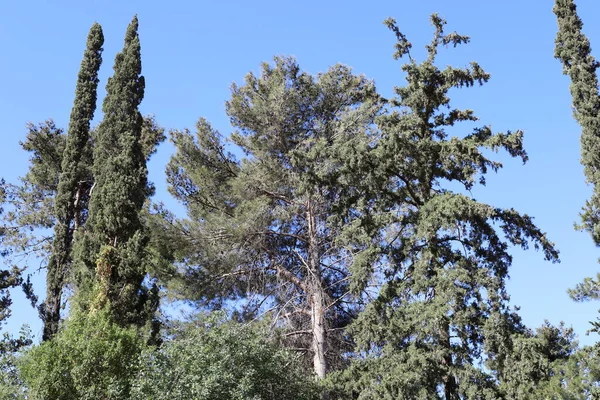 Sűrű Erdő Izrael Állam Északi Részén Természet Környezet Izraelben — Stock Fotó