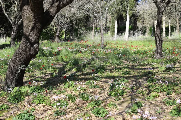 İsrail devletinin kuzeyinde yoğun bir orman. İsrail 'de Doğa ve Çevre. 