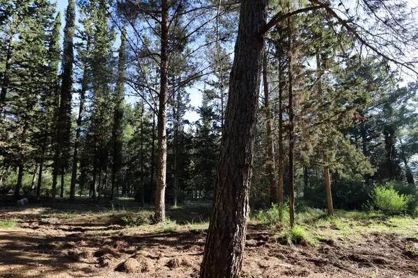 İsrail devletinin kuzeyinde yoğun bir orman. İsrail 'de Doğa ve Çevre. 