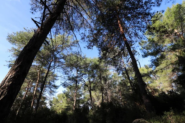 İsrail devletinin kuzeyinde yoğun bir orman. İsrail 'de Doğa ve Çevre. 