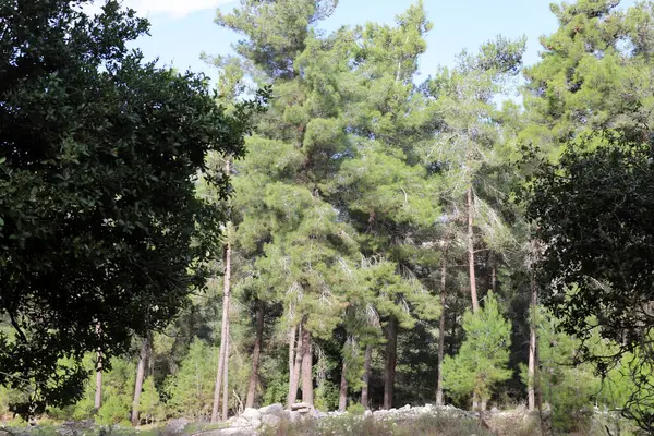 İsrail devletinin kuzeyinde yoğun bir orman. İsrail 'de Doğa ve Çevre. 