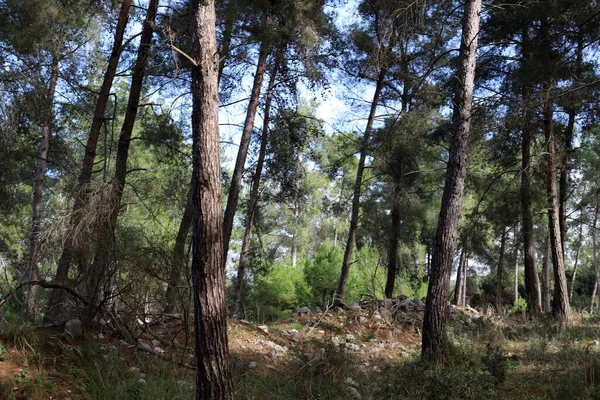 Floresta Densa Norte Estado Israel Natureza Meio Ambiente Israel — Fotografia de Stock