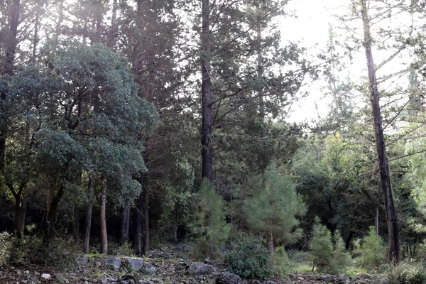 İsrail devletinin kuzeyinde yoğun bir orman. İsrail 'de Doğa ve Çevre. 