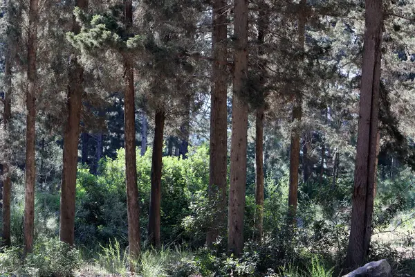 Πυκνό Δάσος Στα Βόρεια Του Κράτους Του Ισραήλ Φύση Και — Φωτογραφία Αρχείου