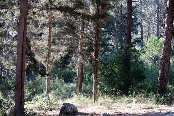 İsrail devletinin kuzeyinde yoğun bir orman. İsrail 'de Doğa ve Çevre. 