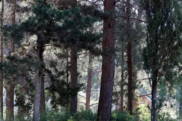 İsrail devletinin kuzeyinde yoğun bir orman. İsrail 'de Doğa ve Çevre. 