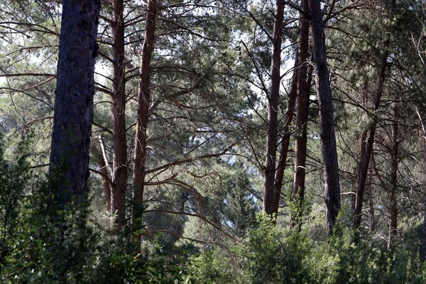 İsrail devletinin kuzeyinde yoğun bir orman. İsrail 'de Doğa ve Çevre. 