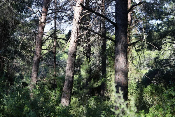 İsrail devletinin kuzeyinde yoğun bir orman. İsrail 'de Doğa ve Çevre. 