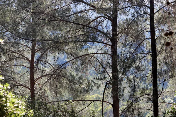 İsrail devletinin kuzeyinde yoğun bir orman. İsrail 'de Doğa ve Çevre. 