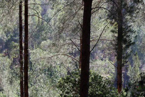 İsrail devletinin kuzeyinde yoğun bir orman. İsrail 'de Doğa ve Çevre. 