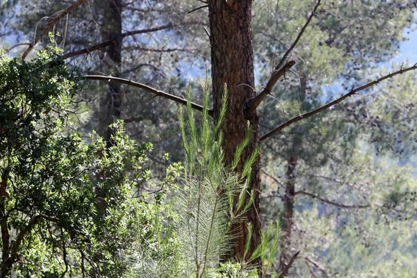 İsrail devletinin kuzeyinde yoğun bir orman. İsrail 'de Doğa ve Çevre. 