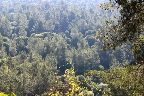 Foresta Densa Nel Nord Dello Stato Israele Natura Ambiente Israele — Foto Stock