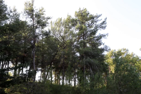 İsrail devletinin kuzeyinde yoğun bir orman. İsrail 'de Doğa ve Çevre. 