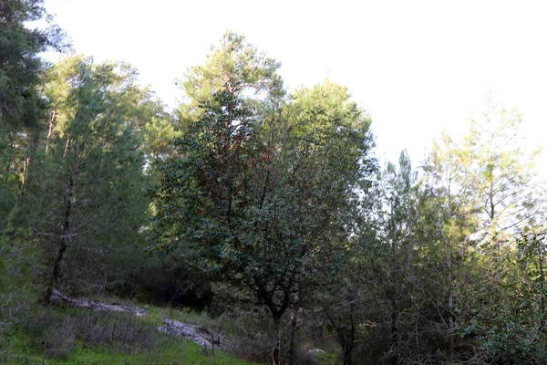 Bosque Denso Norte Del Estado Israel Naturaleza Medio Ambiente Israel — Foto de Stock