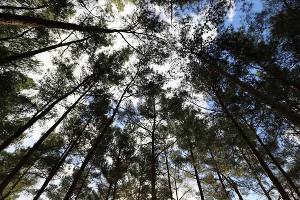 İsrail devletinin kuzeyinde yoğun bir orman. İsrail 'de Doğa ve Çevre. 
