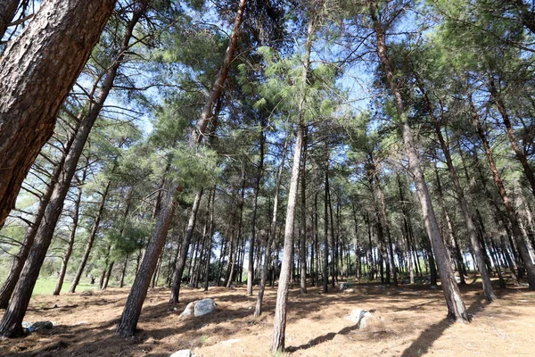 İsrail devletinin kuzeyinde yoğun bir orman. İsrail 'de Doğa ve Çevre. 