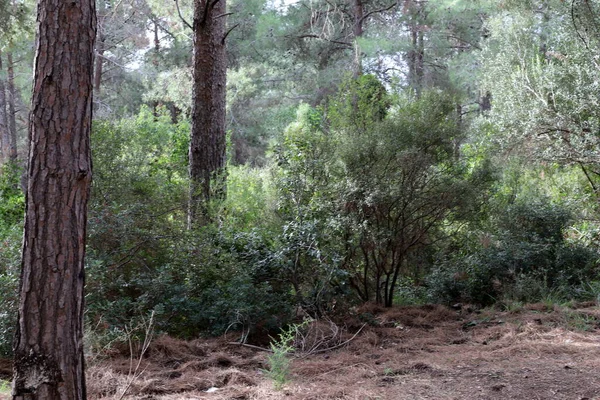 İsrail devletinin kuzeyinde yoğun bir orman. İsrail 'de Doğa ve Çevre. 