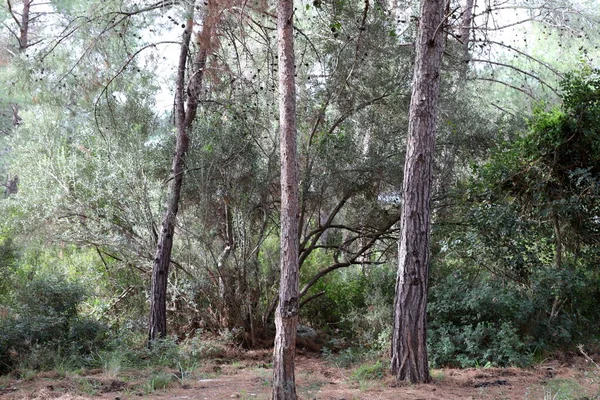 Tæt Skov Den Nordlige Del Staten Israel Natur Miljø Israel - Stock-foto