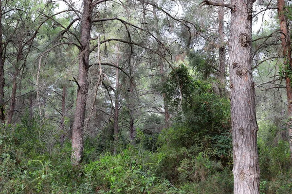 İsrail devletinin kuzeyinde yoğun bir orman. İsrail 'de Doğa ve Çevre. 