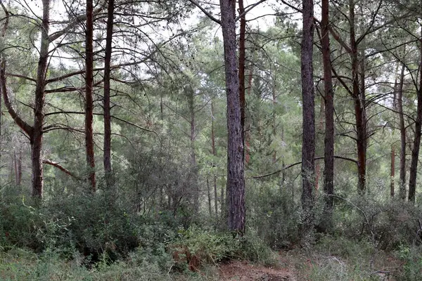 İsrail devletinin kuzeyinde yoğun bir orman. İsrail 'de Doğa ve Çevre. 