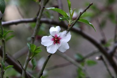 İsrail 'de bir şehir parkında badem çiçek açar. Beyaz badem çiçekleri kapanıyor. 