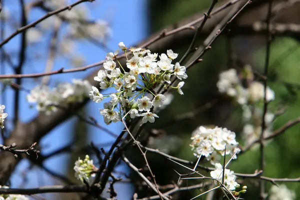Des Amandiers Fleurissent Dans Parc Urbain Israël Fleurs Amande Blanches — Photo