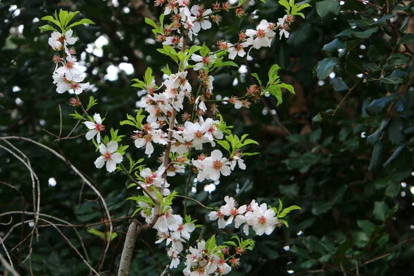 Amêndoa Floresce Parque Cidade Israel Flores Amêndoa Branca Fechar — Fotografia de Stock