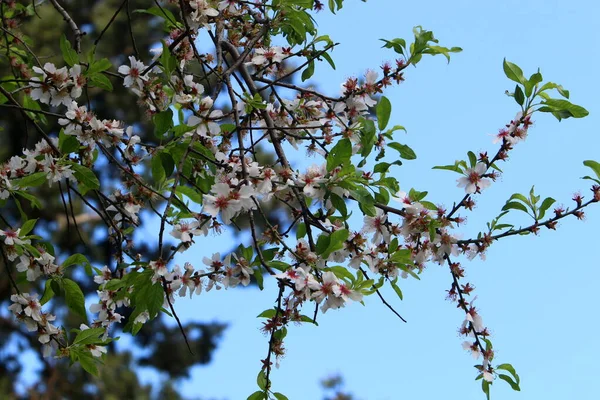 Des Amandiers Fleurissent Dans Parc Urbain Israël Fleurs Amande Blanches — Photo