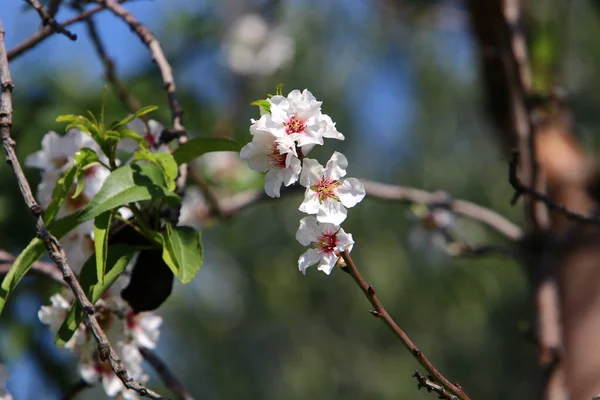 Fiori Mandorlo Parco Cittadino Israele Fiori Mandorlo Bianco Vicino — Foto Stock