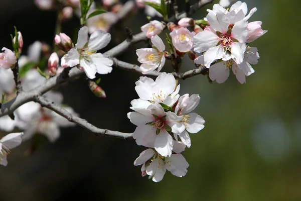 Almond Blossoms City Park Israel White Almond Flowers Close — Stock Photo, Image
