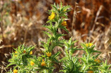 Bitki, dikenli, şifalı bitki devedikeni şehir parkında yetişir. . 