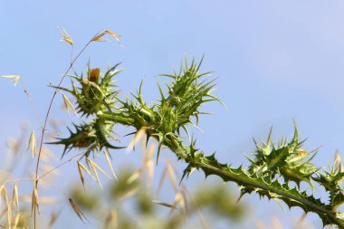 Bitki, dikenli, şifalı bitki devedikeni şehir parkında yetişir. . 