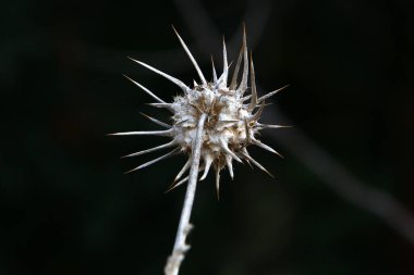 Bitki, dikenli, şifalı bitki devedikeni şehir parkında yetişir. . 