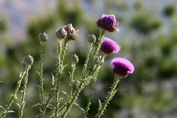 Herbal , prickly , medicinal plant Milk thistle grows in the city park .