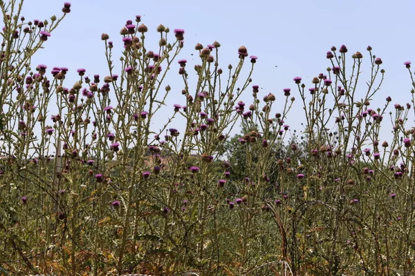 Herbal , prickly , medicinal plant Milk thistle grows in the city park .