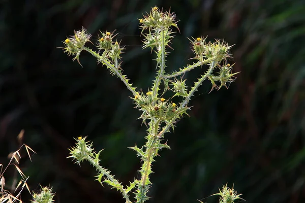 Hierbas Espinosas Plantas Medicinales Cardo Mariano Crece Parque Ciudad —  Fotos de Stock