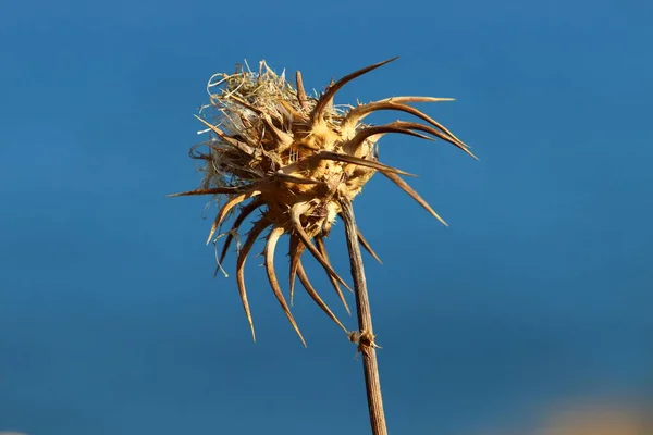 Herbal , prickly , medicinal plant Milk thistle grows in the city park .