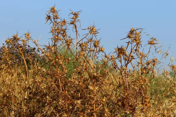 Herbal , prickly , medicinal plant Milk thistle grows in the city park .