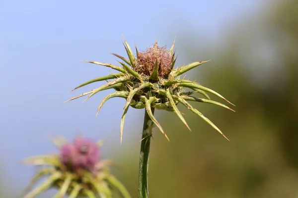 Pianta Erbacea Spinosa Medicinale Cardo Mariano Cresce Nel Parco Cittadino — Foto Stock