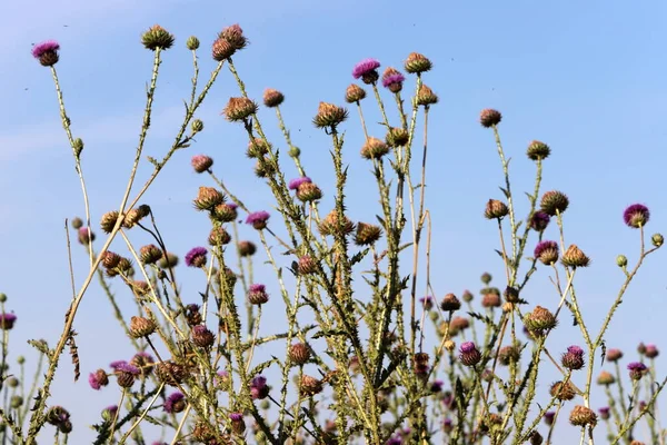 Herbal , prickly , medicinal plant Milk thistle grows in the city park .