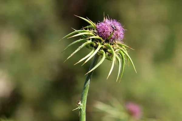 Hierbas Espinosas Plantas Medicinales Cardo Mariano Crece Parque Ciudad — Foto de Stock