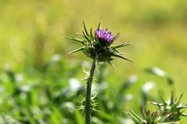 Herbal , prickly , medicinal plant Milk thistle grows in the city park .