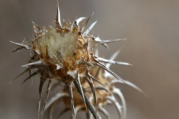 Herbal , prickly , medicinal plant Milk thistle grows in the city park .