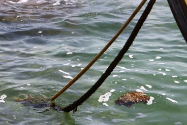 Akdeniz kıyısındaki limanda halat ve yatları bağlamak için. 
