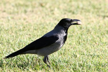 Kuzey İsrail 'de Akdeniz kıyısındaki bir şehir parkındaki büyük gri karga. 